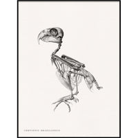 CHRYSOTIS BRAZILIENSIS | 30x40cm | BLACK ALU FRAME